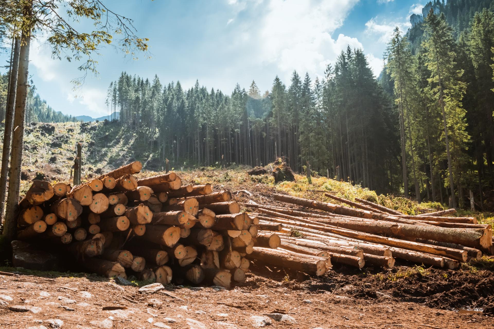 持続可能な循環型の森づくり