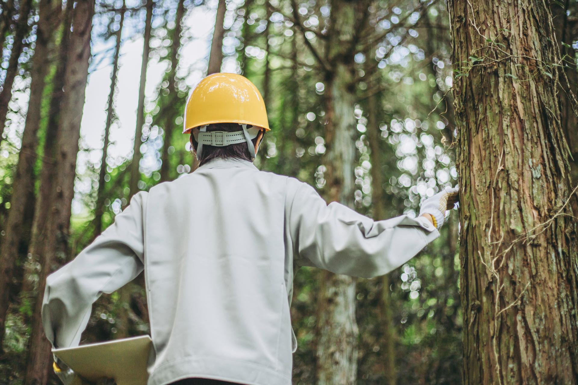  人杜守との連携による一体的な森づくり