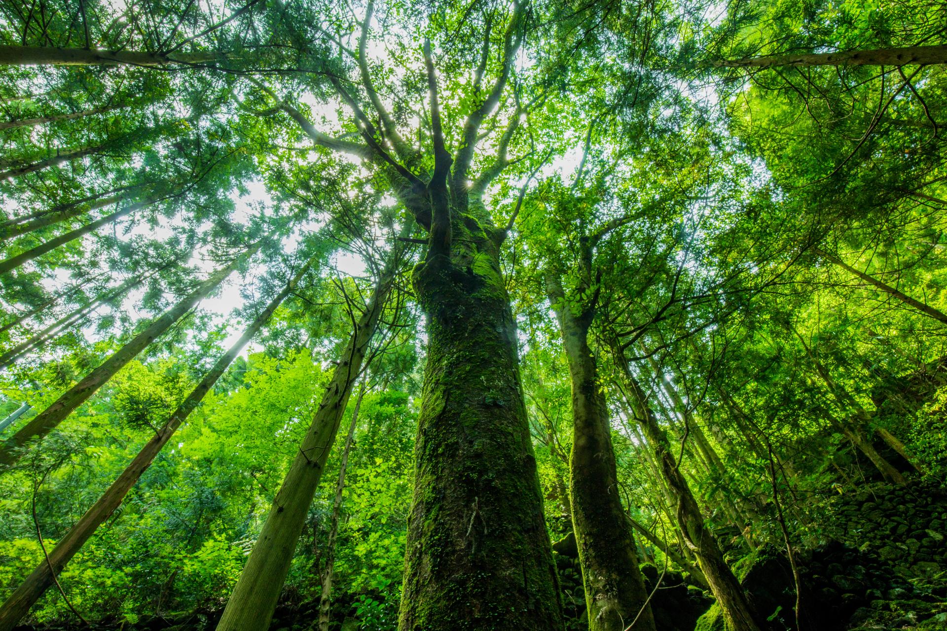 森林管理と木の育成
